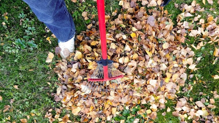 2021 Fall Leaf Removal Clean Up Dewitt NY