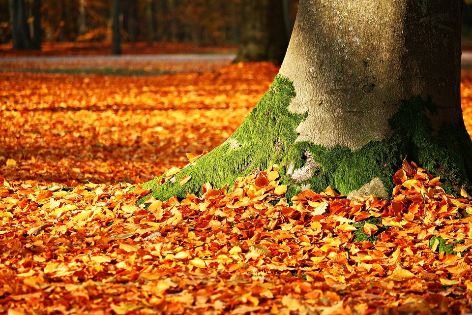 Leaves on the ground around tree