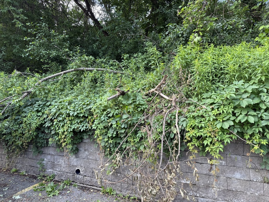 Small tree fallen over wall