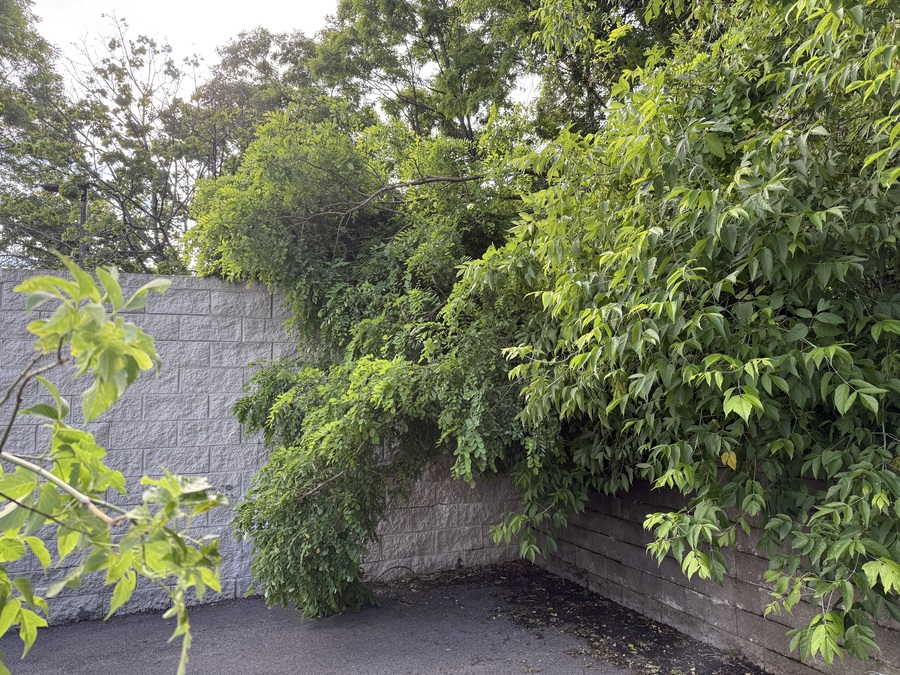 Tree fallen over dumpster area