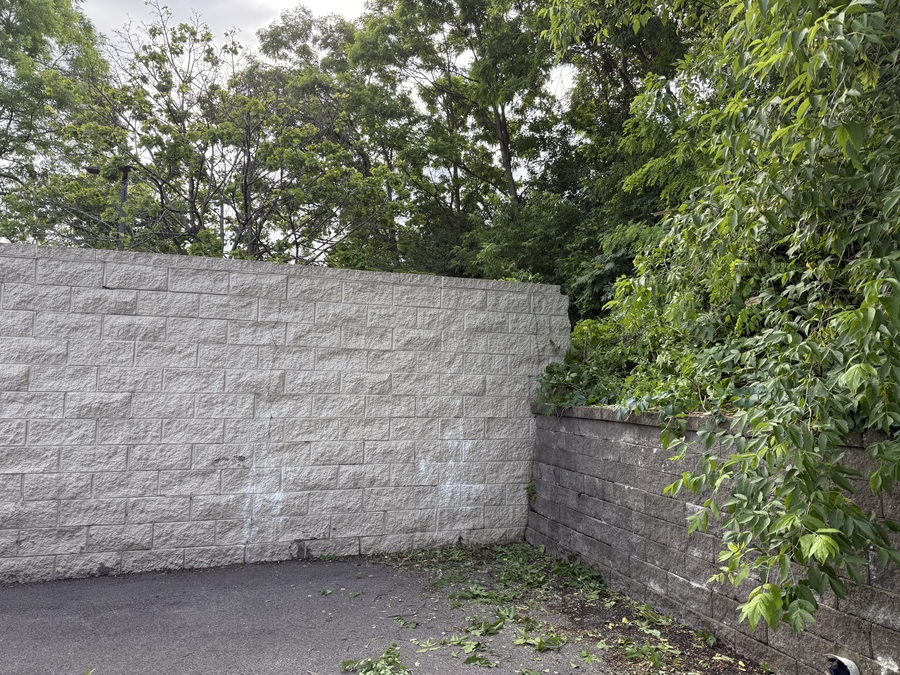 Tree removed from dumpster area
